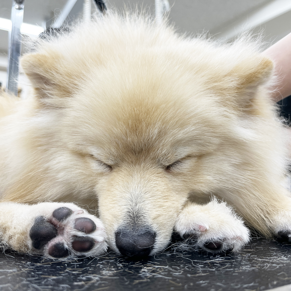 かわいいお客様！